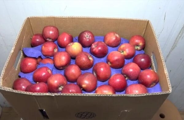 Another shock to Türkiye, fruit vendors decided not to buy apples