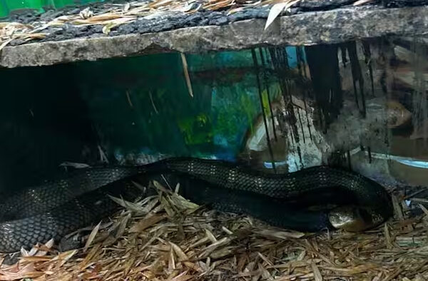 King Cobra ‘Nagarjuna’ Broughht Karnataka Exchange Tiger Dies Bhopal