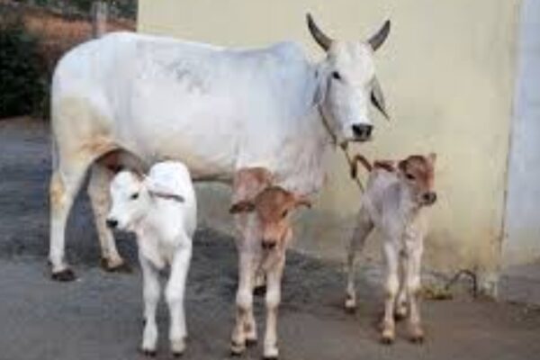 Demand for ‘Rajmata’ Status for ‘Gau Mata’ in Uttar Pradesh Gains Momentum | Gau Mata Rajmata Status: उत्तर प्रदेश में ‘गौ माता’ को ‘राजमाता’ का दर्जा देने की मांग और पहल