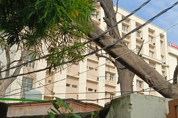 Etah News|Fallen Tree remained hanging on Power Lines for 36 Hours in etah| UP News in Hindi| Newstrack samachar | Etah News: सीएमओ ऑफिस कंपाउंड का टूटा पेड़ 36 घंटे से बिजली के तारों पर झूल रहा, जनहानि का बना खतरा