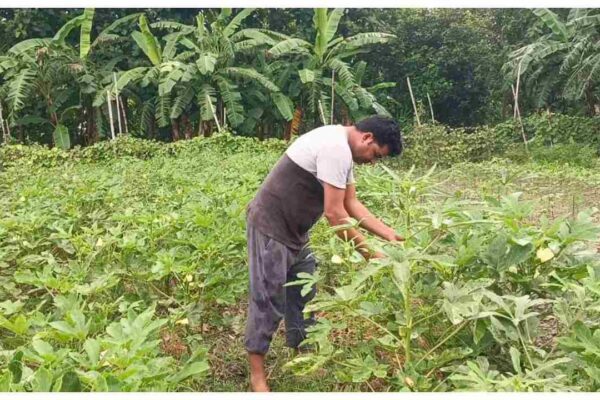 Innovative Farmer from Maharajganj: IT Engineer Builds Brand with Natural Farming | Mahrajganj News: आईटी इंजीनियर बना इनोवेटिव किसान, लीज़ पर खेती कर गांव में खड़ा किया अपना ब्रांड, अब 200+ ग्राहक