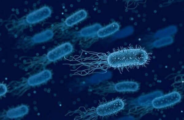 CSIR-CCMB शोधकर्ता बैक्टीरिया में नए तंत्र की खोज करते हैं; दवा विकास में मदद कर सकते हैं