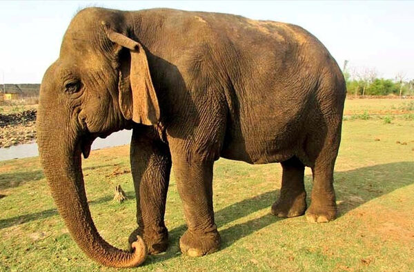 Mp asia oldest elephant ‘Vatsala’ Breathed Her Last Panna Tiger Reserve