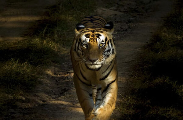 Third Eye Keep Eye Tigers CCTV Cameras Installed Tiger Reserve