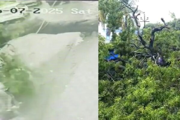 Trees fell on children going home from Scooty, a branch entered the baby’s stomach, one dies